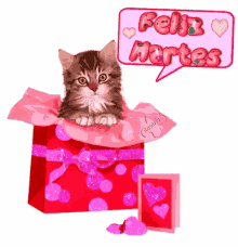 Kitten Feliz Martes GIF - Kitten Feliz Martes GIFs