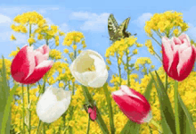 チューリップ 花　春　綺麗　自然 GIF