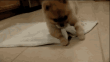 Burrito GIF - Animals Dogs Puppy GIFs