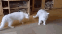 Defensive Dog GIF - Dog Defensive Cats GIFs