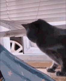 stalking cat