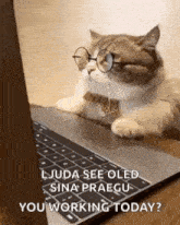 a cat wearing glasses and a tie is looking at a laptop computer .