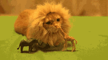 Cat Lion Cat GIF - Cat Lion Cat Lion Costume GIFs