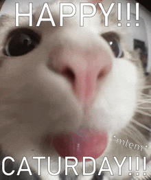 Happy Caturday Kitty GIF - Happy Caturday Cat Kitty GIFs