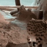 a leopard is standing on a sandy beach next to a pool of water .