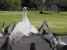 Sani GIF - Sani GIFs