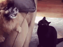 Ninisjgufi Cat GIF - Ninisjgufi Cat Dog GIFs