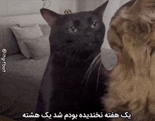 a black cat and a brown dog are looking at each other with a foreign language caption
