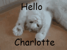 Hello Charlotte GIF - Hello Charlotte GIFs