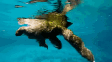 Sloth Animal GIF - Sloth Animal Swimming GIFs