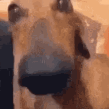 Dachshund Cheese Dog GIF - Dachshund Cheese Dog Dog GIFs