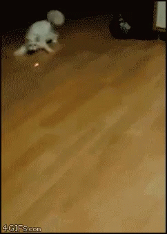 fun-cat.gif