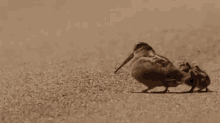 Dancing Bird Dance Moves GIF