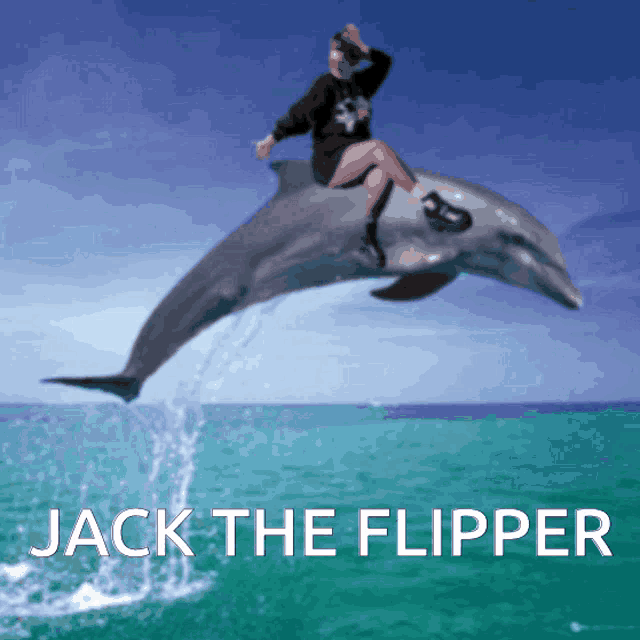 Cat friends dolphin GIF - Find on GIFER