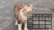 Gato Trigonometrico GIF