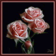ورودمتفتحة Rose GIF - ورودمتفتحة Rose Bloom GIFs