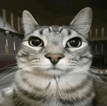 a close up of a cat 's face with big eyes