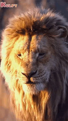 Lion Serious Look Lion GIF