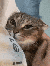 Mother Cat GIF - Mother Cat Cute GIFs