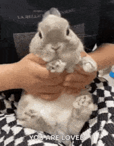 a person is holding a small white rabbit in their hands and says `` you are loved '' .