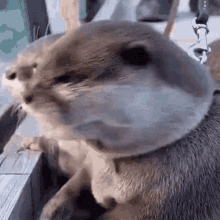 a close up of an otter on a leash looking at something .