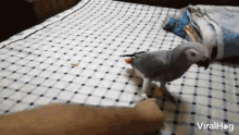 Parrot Bird GIF - Parrot Bird Teach GIFs