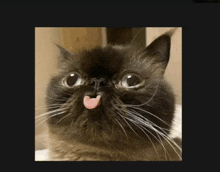 a close up of a cat 's face with its tongue sticking out