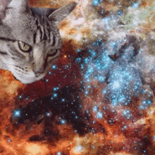 宇宙ねこ　うちゅうねこ　宇宙猫 GIF