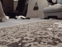 Cat Carpet GIF - Cat Carpet Drag GIFs
