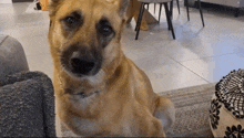 a dog is sitting on a couch in a living room looking at the camera .