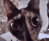 Cat Stare GIF - Cat Stare Feeder Cam GIFs