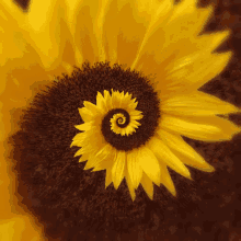 Hypno Flower GIF - Hypno Flower Hypnosis GIFs