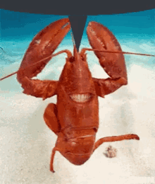 Lobster Speech Bubble GIF