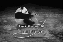 Panda Rocking Fuck The World GIF