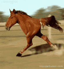 Horse Running GIF