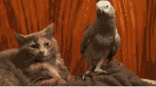 Cat Parrot GIF - Cat Parrot Bird Brain GIFs