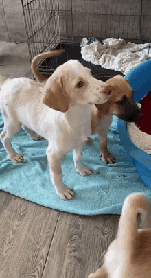 two puppies standing next to each other on a blue towel on the floor