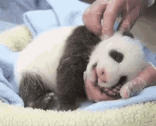 Baby Panda Tickle GIF - Baby Panda Tickle GIFs