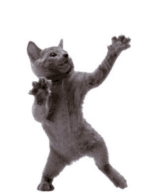 Excited Dancing Cat