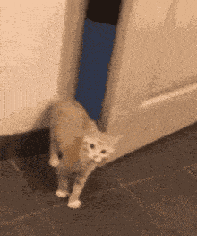 a cat is standing in front of a door looking at the camera .