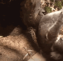Nshi Koala GIF - Nshi Koala GIFs