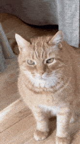 a close up of an orange and white cat looking at the camera