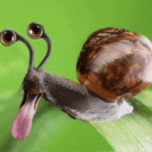 a snail with a long tongue sticking out of its mouth