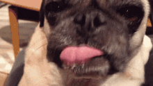 Lick Dog Licking GIF - Lick Dog Licking Tongue GIFs