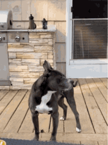 a dog standing on a wooden deck scratching its head