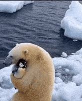 a polar bear holds a stuffed penguin in its arms