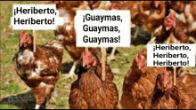 Guaymas Heriberto GIF
