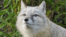 Corsac Fox GIF