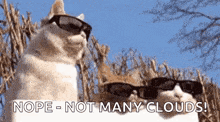 What A Sunny Day GIF
