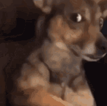 Cachorro Caramelo GIF - Cachorro Caramelo Dog GIFs